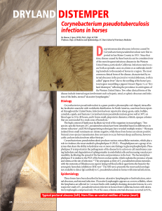 “Dryland Distemper” C. psedotuberculosis Infections in Horses