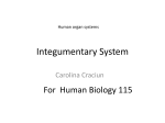 Integumentary System - lawrenceGaltman.com