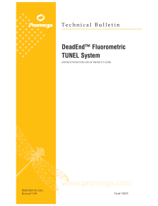 DeadEnd Fluorometric TUNEL System Technical