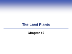 The Land Plants