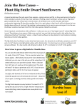 Join the Bee Cause – Plant Big Smile Dwarf Sunflowers Bumble