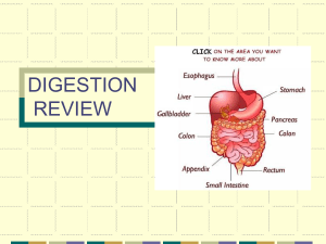 digestion reviewppt - Home [www.petoskeyschools.org]