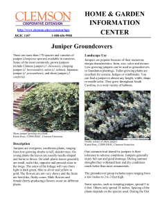 Juniper Groundcover - Clemson University