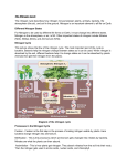The Nitrogen Cycle_article alternate assignment