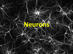Neurons - edl.io