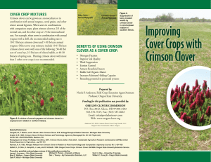 Improving Cover Crops with Crimson Clover