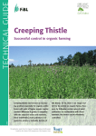 Creeping Thistle. Successful control in organic farming.