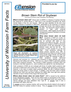 Brown Stem Rot of Soybean
