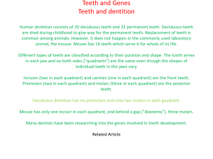 are the front teeth. Premolars (two in each quadrant) and
