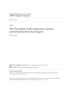 The Drosophila small conductance calcium