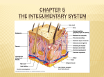 Chapter 5 the integumentary system