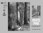 White Pine in the American West - Idaho Forest Products Commission