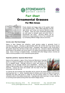 Ornamental Grasses Ornamental Grasses