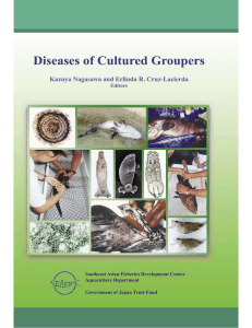 Diseases of Cultured Groupers