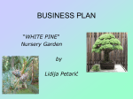 White Pine Nursery Garden by Lidija Petaric