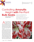 Controlling Amaryllis Height with Pre