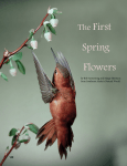 The First Flowers Spring - Bob Armstrong`s Nature Alaska
