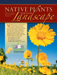 Native Plants for Your Landscape