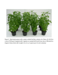 Figure 3. Basil plants grown with a water soluble fertilizer solution of