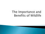 The Importance and Benefits of Wildlife