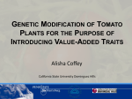 Genetic Modification of Tomato Plants to Produce More Lycopene