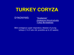 TURKEY CORYZA