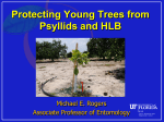 Protecting Young Trees from Psyllids and HLB