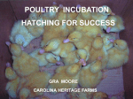 poultry incubation hatching for success