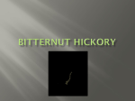Bitternut Hickory