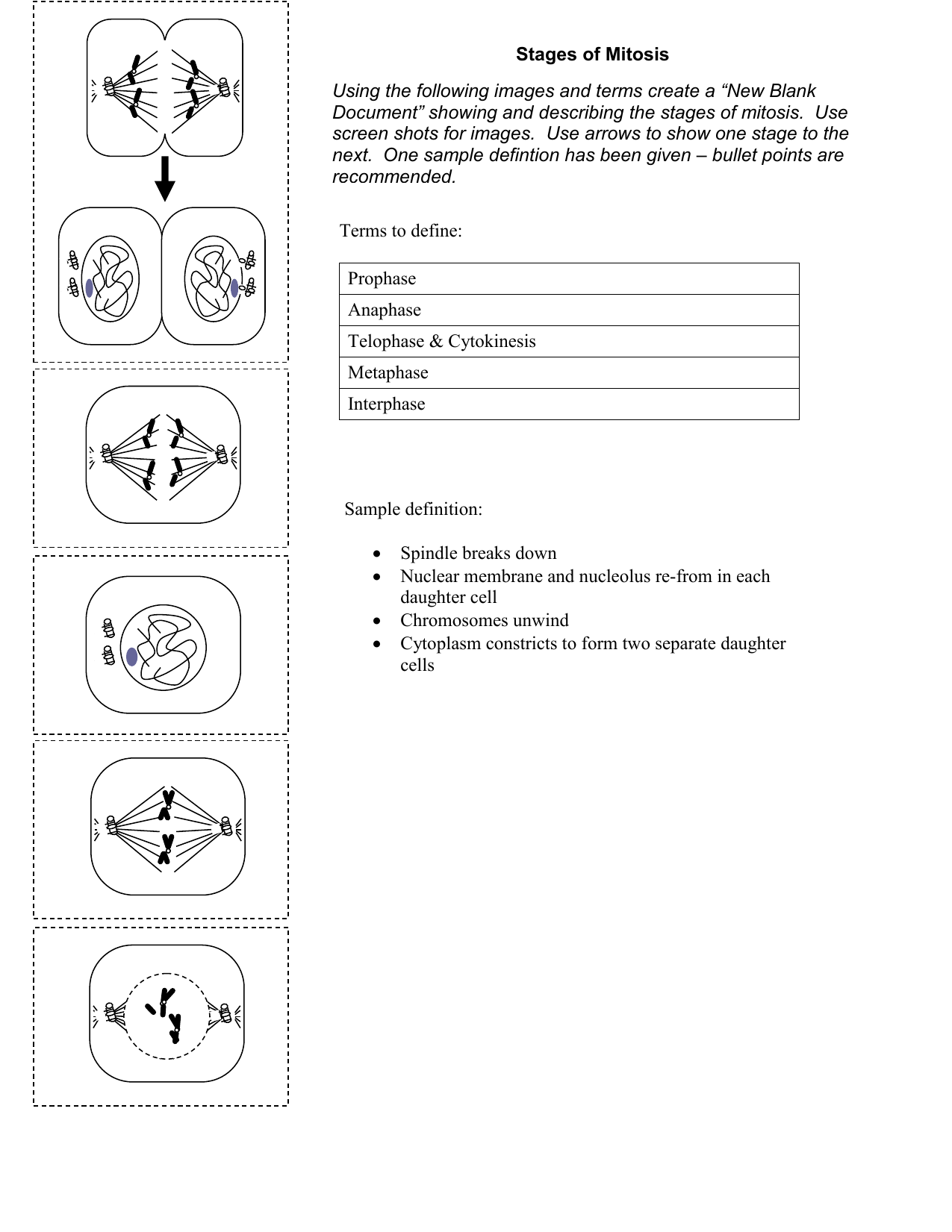 Ws Stages Of Mitosis