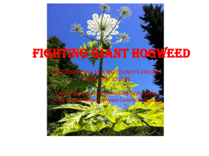 Fighting Giant Hogweed