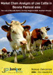 Market Chain Analysis of live Cattle in Borana Pastoral Area: the