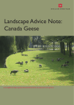Canada Geese - English Heritage