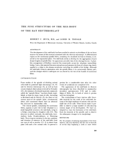 the fine structure of the mid-body of the rat