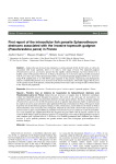 First report of the intracellular fish parasite Sphaerothecum