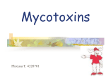 What are Mycotoxins??