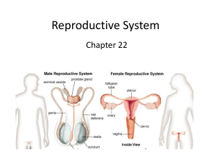 Reproductive System