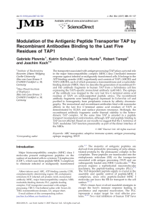 Modulation of the Antigenic Peptide Transporter TAP by