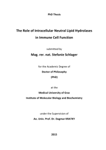The Role of Intracellular Neutral Lipid Hydrolases in Immune Cell