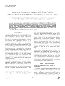 Mechanism of Neutralization of Influenza Virus