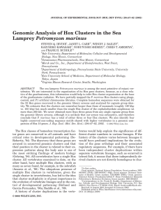 Genomic Analysis of Hox Clusters in the Sea Lamprey