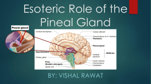 Esoteric Role of the Pineal Gland