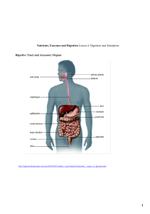 Nutrients, Enzymes and Digestion Lesson 4: Digestion and