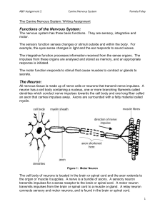 Functions of the Nervous System: The Neuron