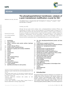 The phosphopantetheinyl transferases