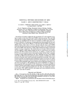 IDENTICAL PEPTIDES RECOGNIZED BY MHC CLASS I