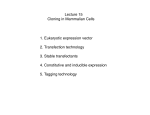 Lecture 15 Cloning in Mammalian Cells 1. Eukaryotic expression