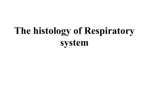 The histology of respiratory system