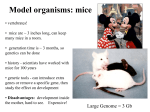 White spotting and Steel: Connecting classic mouse mutations to