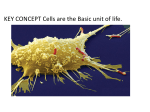 cell membrane cytoplasm